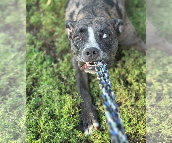 Medium Photo #1 Catahoula Leopard Dog-Unknown Mix Puppy For Sale in Brooklyn Center, MN, USA
