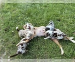 Litter of 7 - Male(s) and Female(s) Australian ShepherdLitter of Puppies for Sale - Photo #24