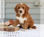 Small #3 Goldendoodle (Miniature)