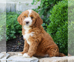 Small #3 Goldendoodle (Miniature)