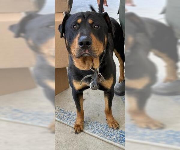 Medium Photo #1 Rottweiler Puppy For Sale in Bakersfield, CA, USA
