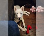 Small #12 Huskies  Mix