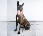 Small #1 Mutt