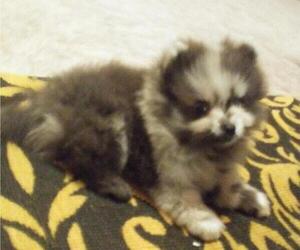 Pomeranian Puppy for sale in DECATUR, TX, USA
