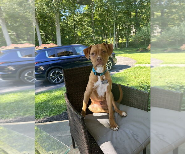 Medium Photo #1 Mutt Puppy For Sale in Brewster, NY, USA