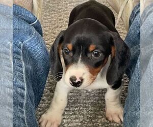 Dachshund Puppy for sale in THORP, WI, USA