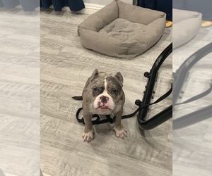 American Bully Puppy for sale in HOLLYWOOD, CA, USA