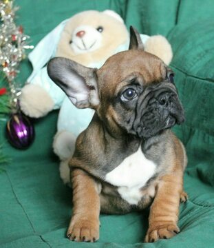 Medium Photo #3 French Bulldog Puppy For Sale in ADRIAN, MI, USA