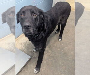Retriever -Unknown Mix Dogs for adoption in Evansville, IN, USA