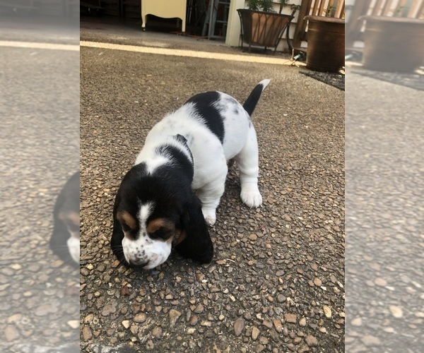 Medium Photo #6 Basset Hound Puppy For Sale in DALTON, GA, USA