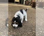 Small Photo #6 Basset Hound Puppy For Sale in DALTON, GA, USA
