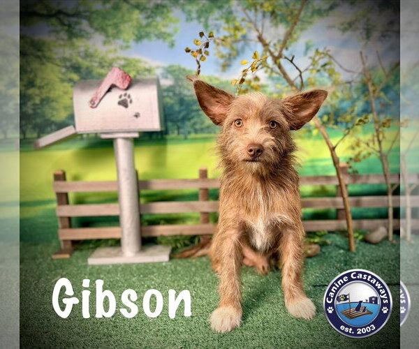 Medium Photo #1 Border Terrier-Irish Terrier Mix Puppy For Sale in Arcadia, FL, USA