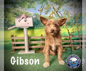 Border Terrier-Irish Terrier Mix Dogs for adoption in Arcadia, FL, USA