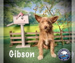 Small Border Terrier-Irish Terrier Mix