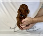 Small Photo #59 Goldendoodle Puppy For Sale in ABILENE, TX, USA