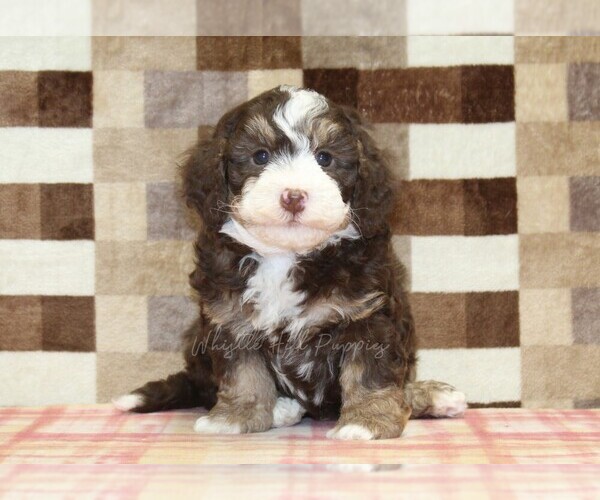Medium Photo #4 Bernedoodle (Miniature) Puppy For Sale in DENVER, PA, USA