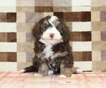 Small #3 Bernedoodle (Miniature)