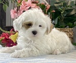 Small #3 ShihPoo