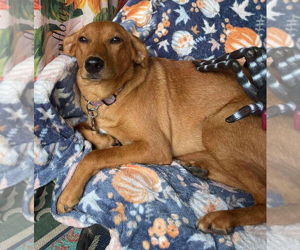 Medium Photo #4 Mutt Puppy For Sale in New York, NY, USA