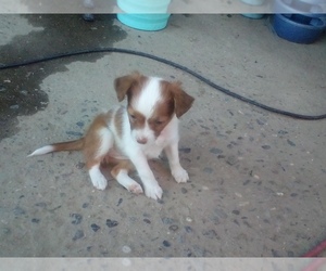 Italian Greyhuahua Puppy for sale in MODESTO, CA, USA