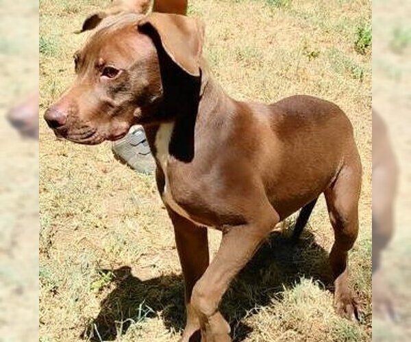 Medium Photo #2 Chocolate Labrador retriever-Unknown Mix Puppy For Sale in Frankston, TX, USA
