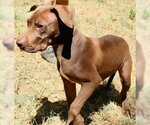 Small #1 Chocolate Labrador retriever Mix