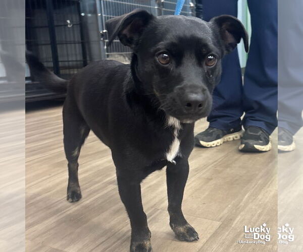 Medium Photo #1 Doxle Puppy For Sale in Washington, DC, USA