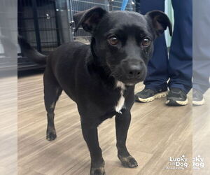 Doxle Dogs for adoption in Washington, DC, USA