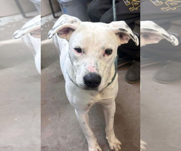 Medium Photo #8 Argentinian Mastiff-Unknown Mix Puppy For Sale in Oakhurst, NJ, USA