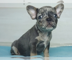 French Bulldog Puppy for sale in NEW YORK, NY, USA