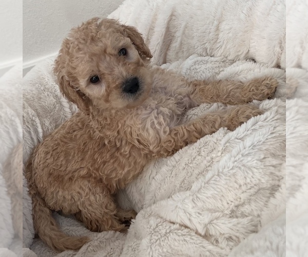 Medium Photo #3 Goldendoodle Puppy For Sale in COLORADO SPRINGS, CO, USA