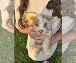 Puppy Windy Cairn Terrier