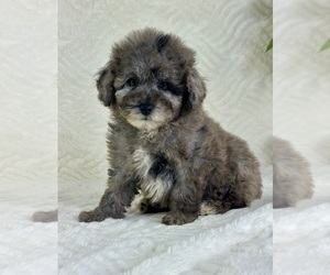 Cavapoo Puppy for sale in GREENFIELD, IN, USA