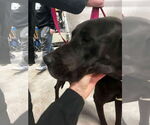 Small #12 Great Dane