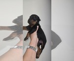 Puppy Green collar Doberman Pinscher