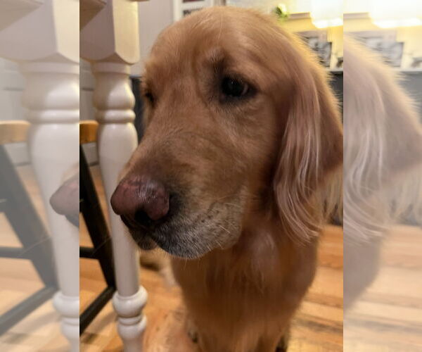 Medium Photo #2 Golden Retriever Puppy For Sale in MIDWAY, UT, USA