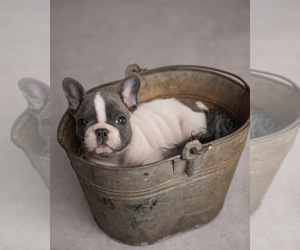 French Bulldog Puppy for sale in HAMDEN, CT, USA