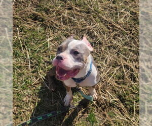American Pit Bull Terrier Dogs for adoption in Derwood, MD, USA