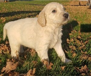 Goldendoodle Puppy for sale in COLUMBIA CITY, IN, USA