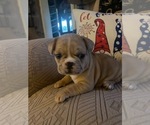 Puppy Maverik French Bulldog