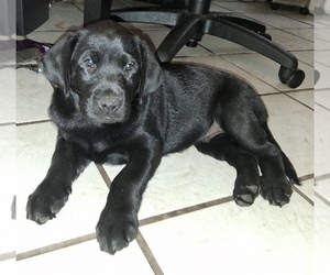 Labrador Retriever Litter for sale in KISSIMMEE, FL, USA