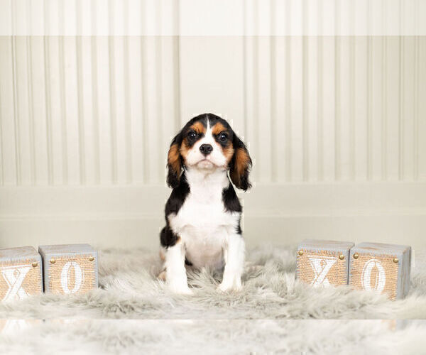 Medium Photo #1 Cavalier King Charles Spaniel Puppy For Sale in WARSAW, IN, USA