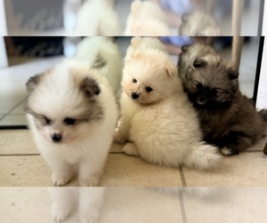 Pomeranian Puppy for sale in LEHIGH ACRES, FL, USA