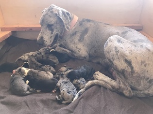 Great Dane Puppy for sale in VALLEY CENTER, CA, USA