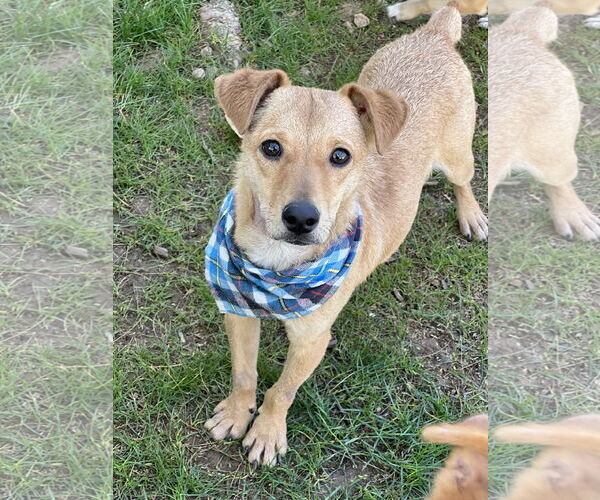 Medium Photo #1 Australian Kelpie-Dachshund Mix Puppy For Sale in Phoenix, AZ, USA