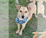 Small Australian Kelpie-Dachshund Mix