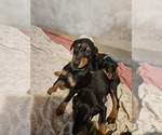 Small #11 Doberman Pinscher