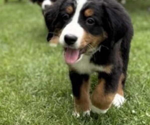 Medium Photo #15 Bernese Mountain Dog Puppy For Sale in SPRINGFIELD, OH, USA