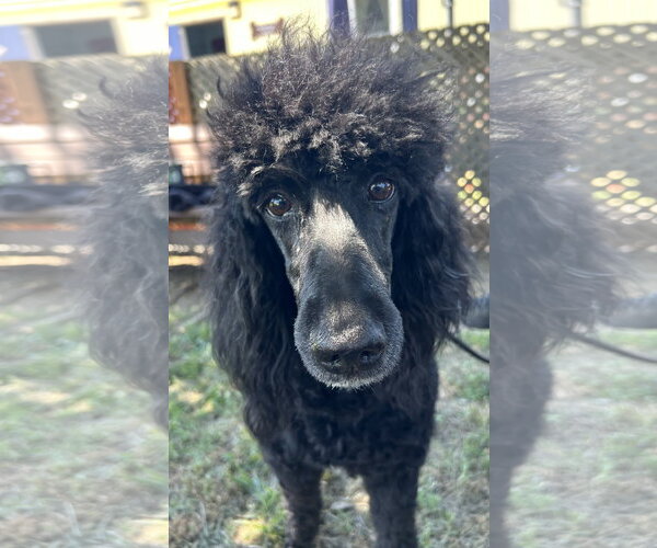 Medium Photo #1 Mutt Puppy For Sale in Pacolet, SC, USA