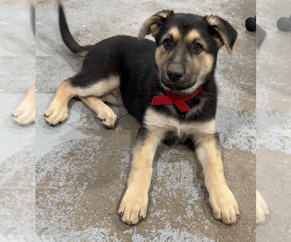 Medium Photo #2 German Shepherd Dog Puppy For Sale in BRIGHTON, CO, USA